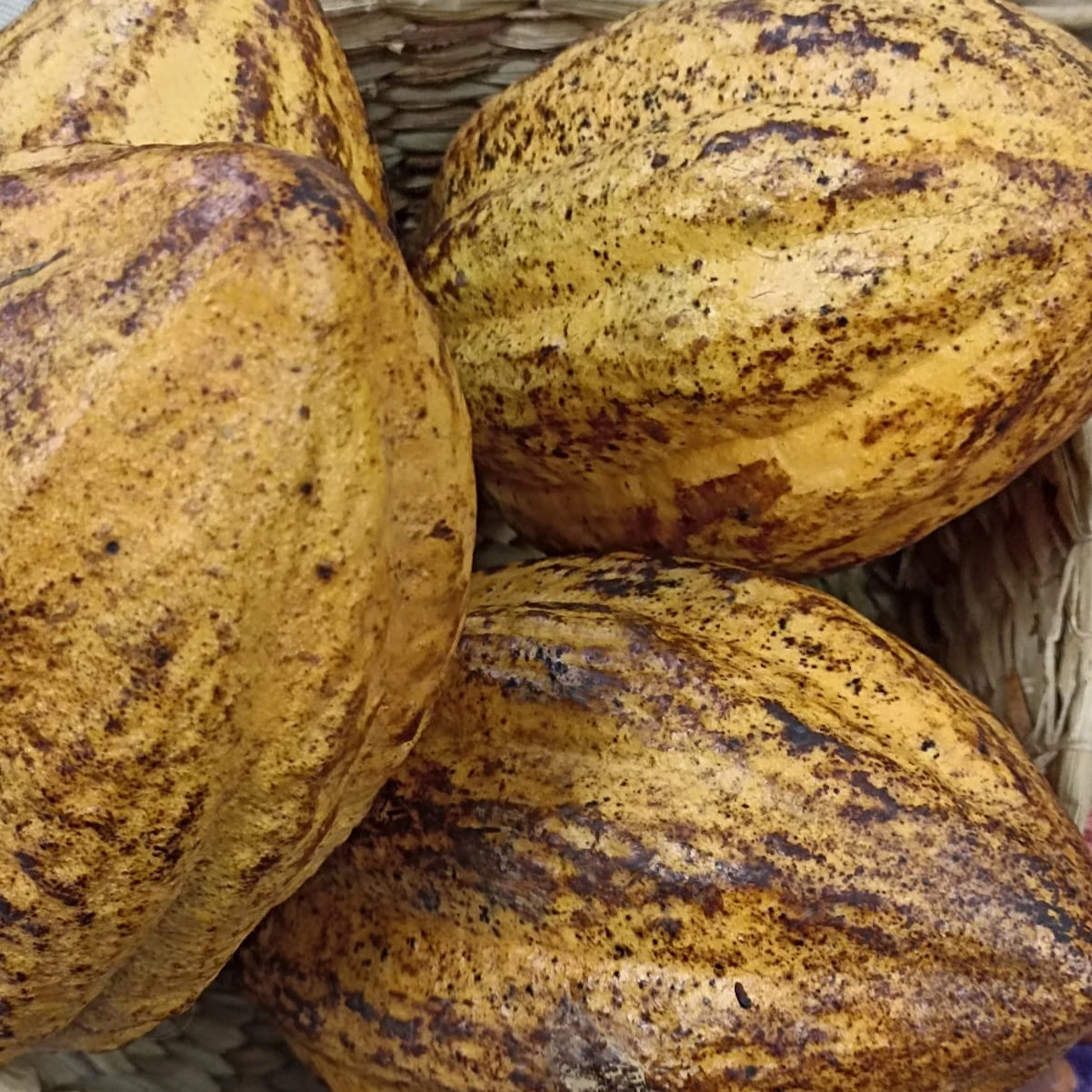 Alcajá Chocolate Artesanal 